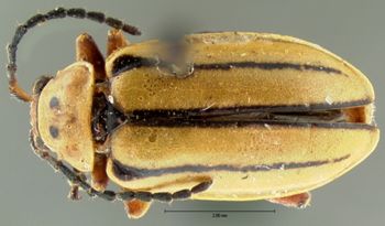 Media type: image; Entomology 18749   Aspect: habitus dorsal view